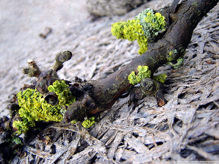 macro, bois flotté, lichen, nature, Fond d'écran HD
