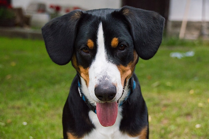 short-coated black, white, and tan dog, bernese mountain dog, dog, muzzle, HD wallpaper