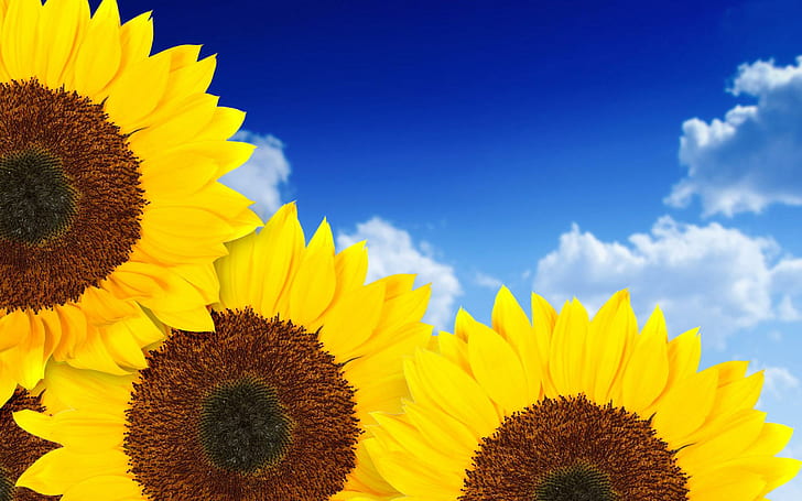 Reine gelbe Sonnenblumen, gelbe, reine, Sonnenblumen, Blumen, HD-Hintergrundbild