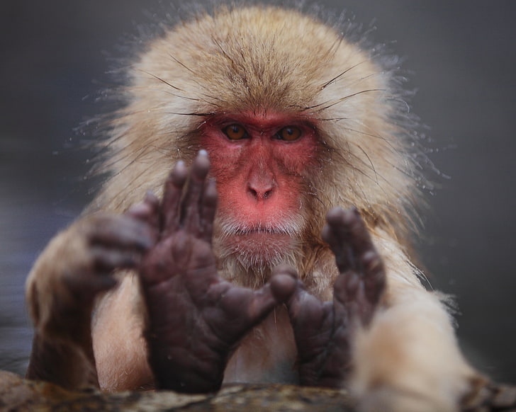 singe visage rouge, macaque japonais, visage, cheveux, Fond d'écran HD