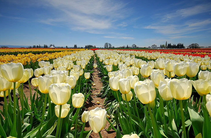 field of white tulips, tulips, flowers, field, rows, sun, sky, spring, HD wallpaper