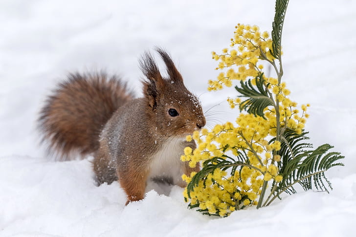snow, flowers, squirrel, Mimosa, HD wallpaper