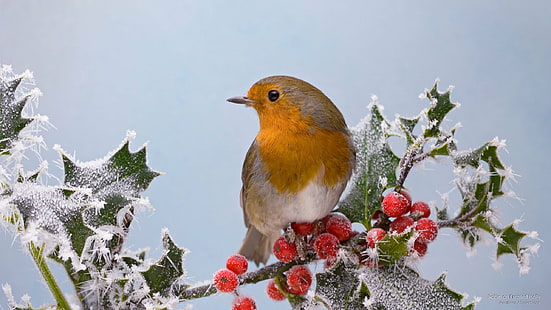 Robin on Frosted Holly, Birds, Tapety HD HD wallpaper
