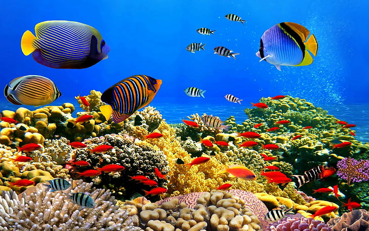 サンゴ礁と熱帯魚hd壁紙無料ダウンロード Wallpaperbetter