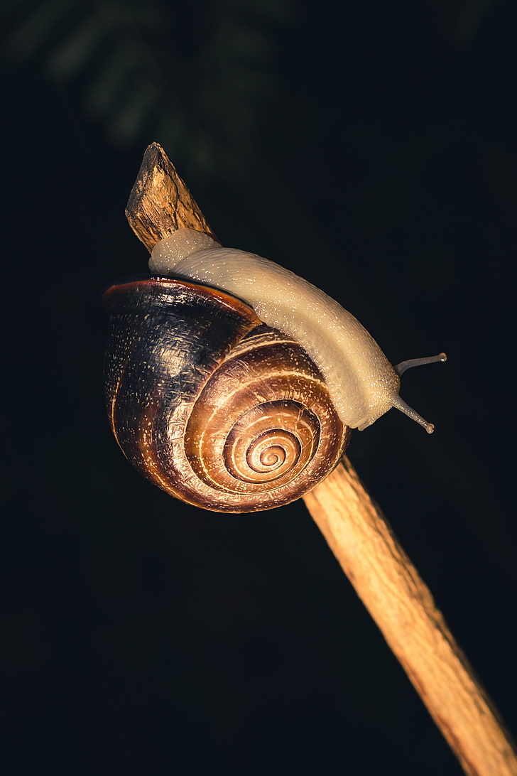 snail, shell, shellfish, HD wallpaper