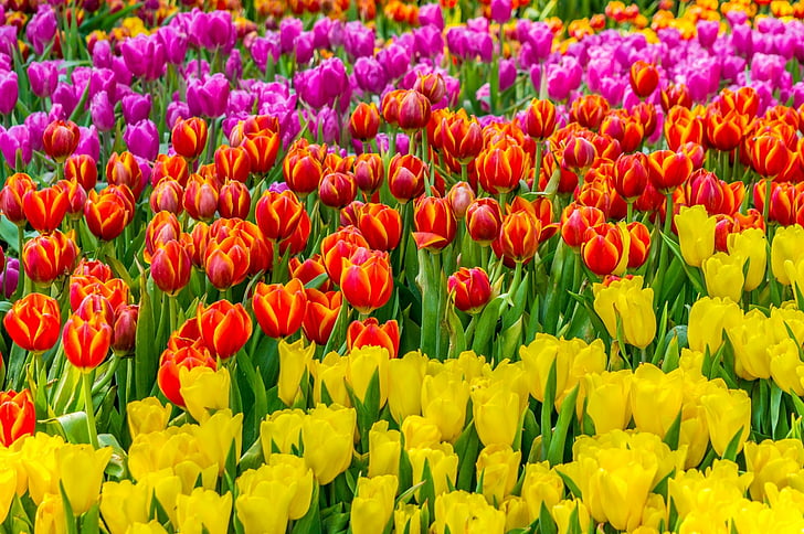 Flores, tulipán, flor, naturaleza, flor anaranjada, flor rosada, verano, flor amarilla, Fondo de pantalla HD