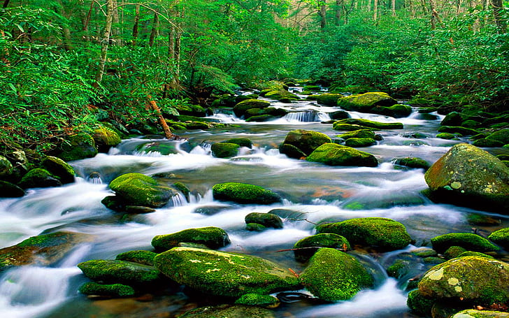 Vacker orörd natur orörda berg floden flodbädd sten med grön moss skog med tät vegetation landskap tapet Hd 1920 × 1200, HD tapet