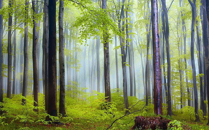Sceneria przyrody, las, drzewa, poranek, mgła, po deszczu, drzewa w lesie, przyroda, krajobrazy, las, drzewa, poranek, mgła, po, deszcz, Tapety HD