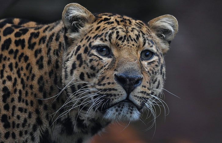 Gatos, Jaguar, Grande Gato, Vida Selvagem, Predador (Animal), HD papel de parede