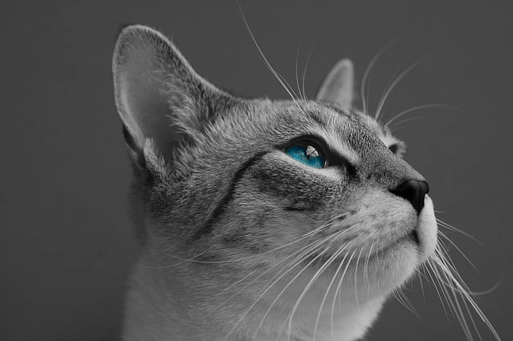 наблизо селективна цветна снимка на котка, гледаща нагоре, наблизо, селективен цвят, цветна снимка, котка, сиамски, табби, коте, черно и бяло, сини очи, домашна котка, животно, домашни любимци, котешка, бозайник, мустака, търси, HD тапет
