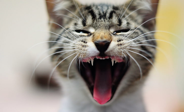 gray and white cat, kitten, yawn, cat, tongue, whiskers, blurring, HD wallpaper