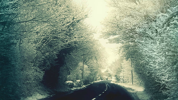 grüne Bäume, Schnee, Winter, Landschaft, Straße, Kälte, Bäume, HD-Hintergrundbild