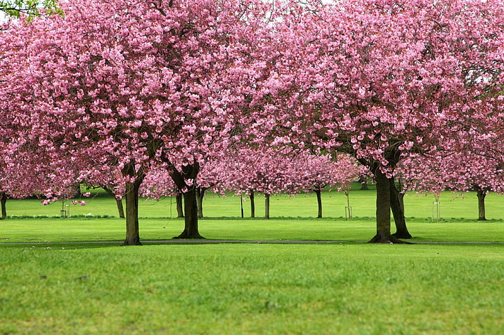 pink leafed trees, blossom, branch, cherry blossom, cherry trees, flowers, green, landscape, nature, park, petals, pink, plants, spring, trees, HD wallpaper