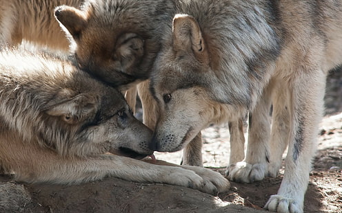 lobos, naturaleza, fondo, 3 lobos grises, fondo, lobos, naturaleza, Fondo de pantalla HD HD wallpaper
