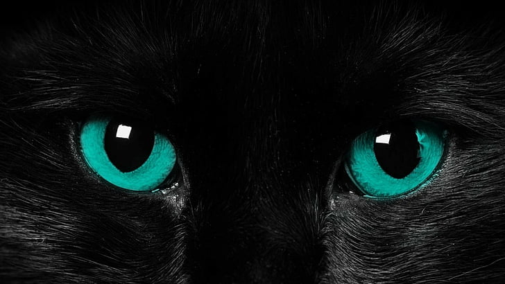 kucing hitam, kucing, mata biru, mata, Wallpaper HD
