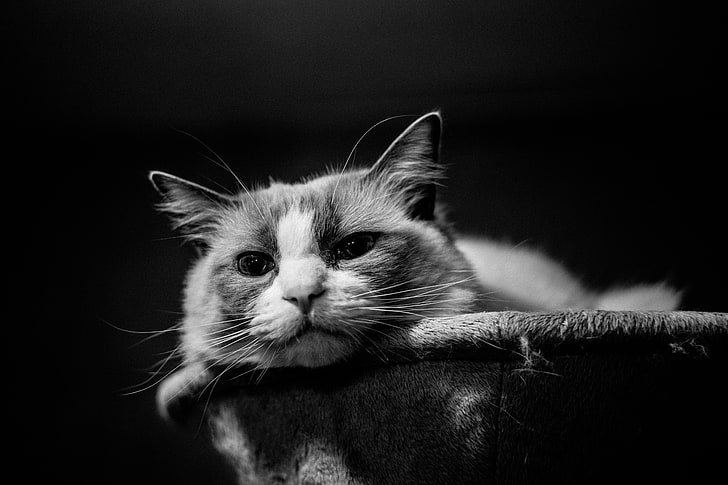 czarno-biały pręgowany kot, kot, Tapety HD