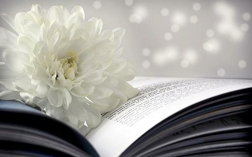 White chrysanthemum on a book, white multi petaled flower, flowers, 1920x1200, book, chrysanthemum, HD wallpaper HD wallpaper