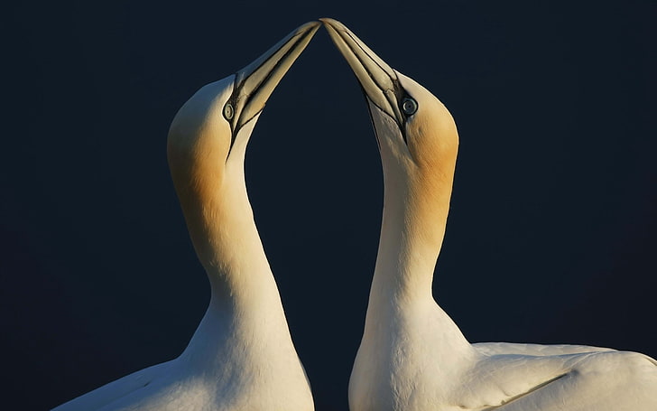 dois cisnes brancos, pássaros, casal, bico, HD papel de parede