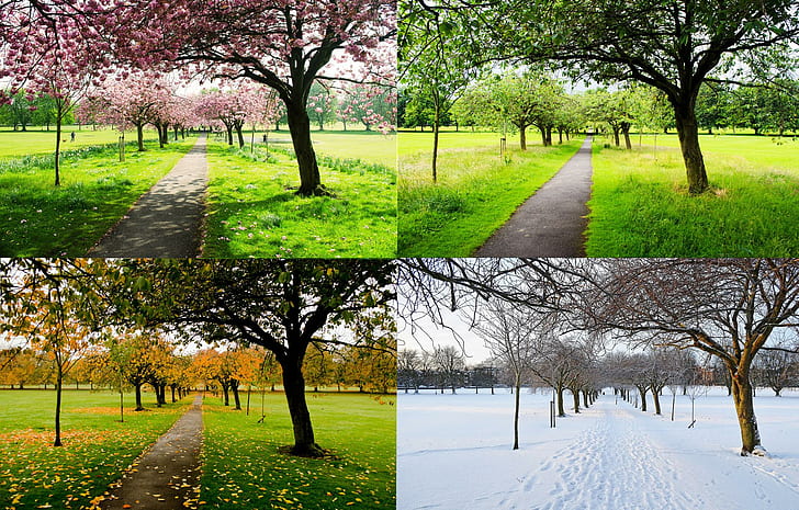 Les quatre saisons, arbres, nature, quatre saisons, 3d et abstrait, Fond d'écran HD