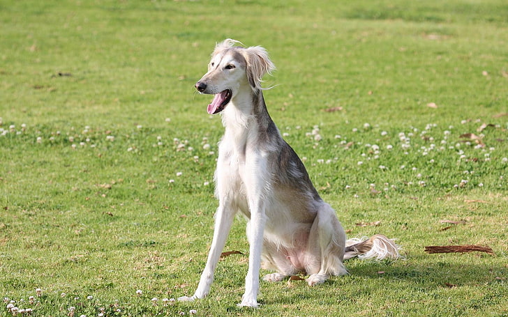 ผู้ใหญ่สีดำและสีน้ำตาลซาลูกิซาลูกิสุนัขหาวสีหญ้า, วอลล์เปเปอร์ HD