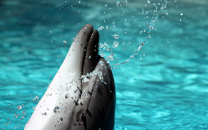 Playful dolphins HD wallpapers free download | Wallpaperbetter
