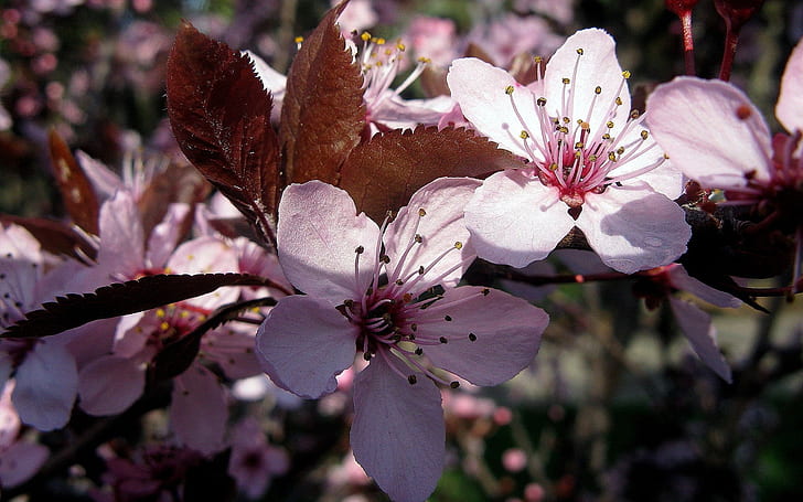 Flor de primavera rosa, flores de pétalas roxas-de-rosa e branco, HD papel de parede