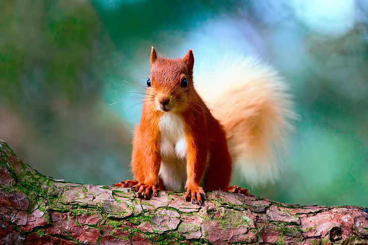 red squirrel, background, tree, protein, bark, HD wallpaper