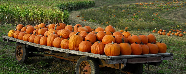 Pumpkin Patch Halloween Musim Gugur Untuk Desktop, halloween, musim gugur, desktop, patch, labu, Wallpaper HD