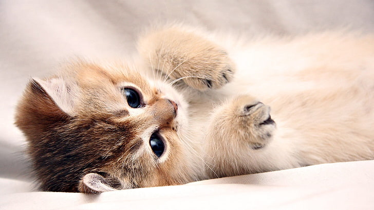 short-fur white and gray kitten, cat, animals, kittens, HD wallpaper