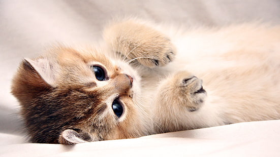 ลูกแมวสีขาวและสีเทาขนสั้นแมวสัตว์ลูกแมว, วอลล์เปเปอร์ HD HD wallpaper