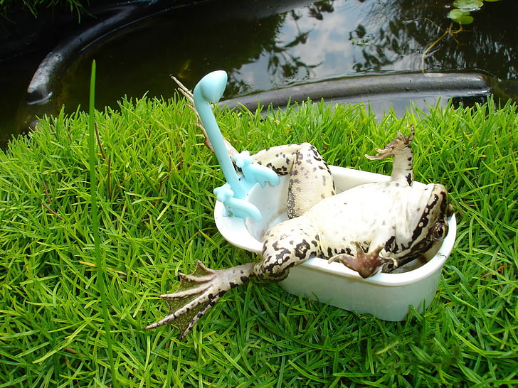 weißer und brauner Frosch, Humor, Gras, Frosch, Tiere, Wasser, Amphibie, Badewanne, HD-Hintergrundbild