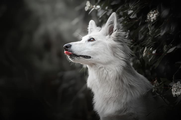 face, background, dog, profile, The white Swiss shepherd dog, HD wallpaper
