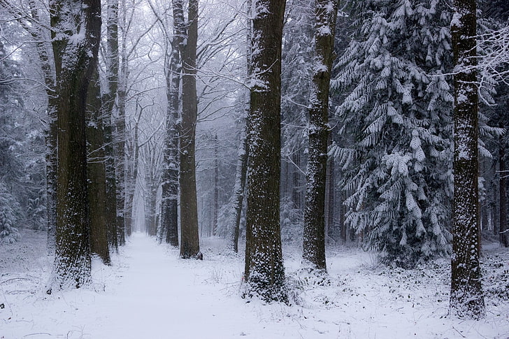 nature, landscape, winter, forest, Netherlands, snow, trees, cold, HD wallpaper
