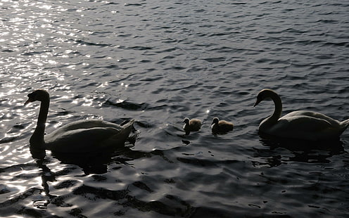 Famille Swan, natation, cygnes, lac, élégant, étang, famille, eau, oiseaux, canetons, animaux, Fond d'écran HD HD wallpaper
