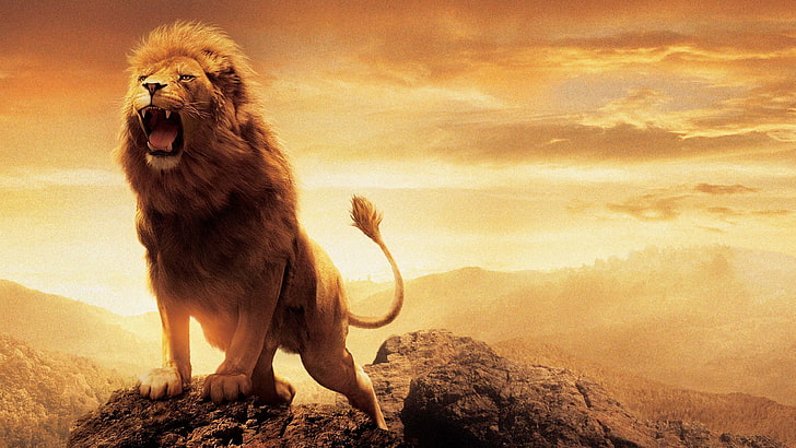 aslan, nature, The Chronicles of Narnia, lion, HD wallpaper