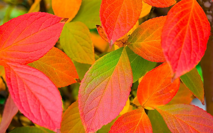 red and green leafed plants, leaf, shape, red, HD wallpaper