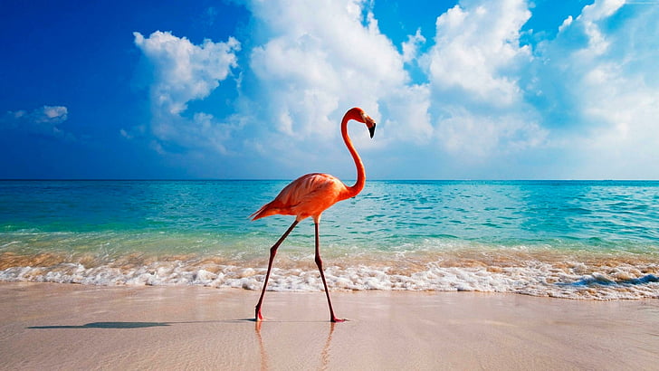 beak, dutch caribbean, abc islands, caribbean sea, aruba, summer, summertime, cloud, beach, caribbean, sky, ocean, horizon, water, bird, vacation, shore, water bird, sea, flamingo, HD wallpaper