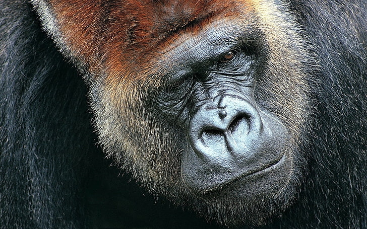black gorilla, monkey, muzzle, hair, eyes, HD wallpaper