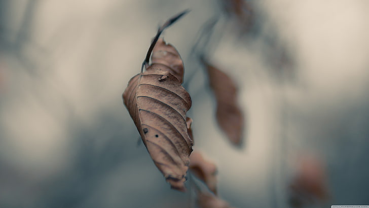 dried leaf, nature, leaves, HD wallpaper