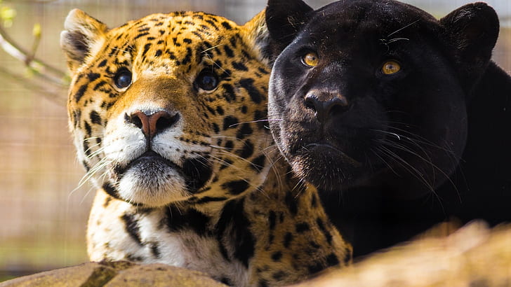 djur, stora katter, jaguarer, panterar, HD tapet
