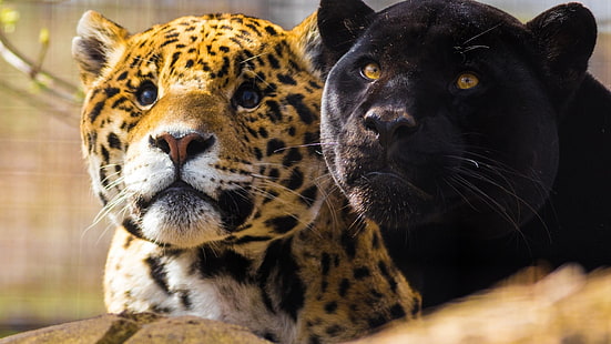 動物、大きな猫、ジャガー、パンサー、 HDデスクトップの壁紙 HD wallpaper