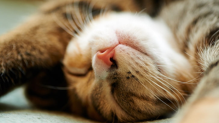 kucing, closeup, hewan, tidur, Wallpaper HD