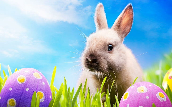 عيد فصح سعيد لجميع محبي الحيوانات !، عيد الفصح ، الأرنب ، الحيوان ، عطلة ، الحيوانات، خلفية HD