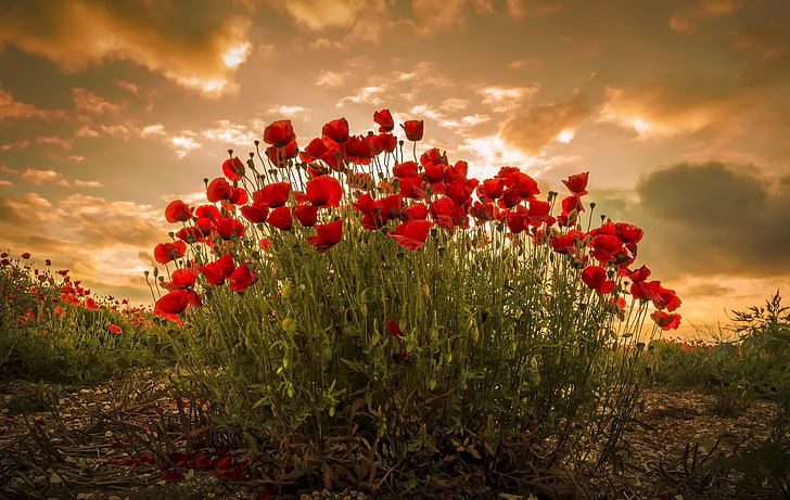 flores, plantas, flores rojas, cielo, luz solar, Fondo de pantalla HD