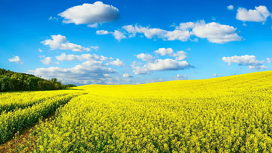 campo de violación, cielo, amarillo, campo, canola, brassica, nubes esponjosas, cielo azul, cultivo, nube, prado, primavera, primavera, pradera, agricultura, Fondo de pantalla HD HD wallpaper