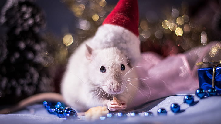 look, light, red, pose, background, holiday, food, legs, blur, lights, mouse, muzzle, New year, beads, white, animal, tree, decoration, garland, sitting, rat, cap, bokeh, symbol of the year, rodent, Christmas, treat, accessories, biscuit, 2020, the Santa hat, the year of the rat, the year of the mouse, Two thousand twenty, symbol 2020, New 2020, HD wallpaper