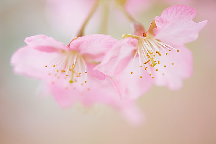 micro photography of pink petaled flowers, cherry blossom, season, micro, photography, pink, flowers, Canon, cherry-blossoms, macro, nature, plant, spring, Saitama  JAPAN, 春, 日本, Ageo, shi, pink Color, petal, flower, flower Head, springtime, branch, japan, close-up, freshness, blossom, tree, beauty In Nature, HD wallpaper