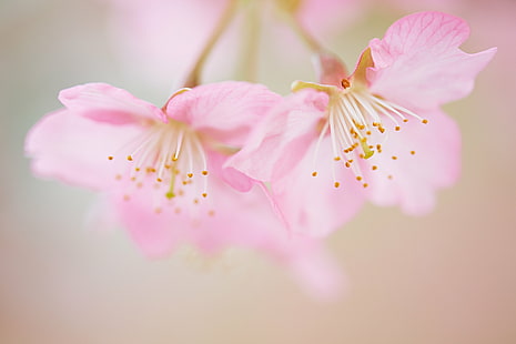 ピンクの花びらのマイクロ写真、桜、季節、マイクロ、写真、ピンク、花、キヤノン、桜、マクロ、自然、植物、春、埼玉日本、春、日本、上尾、市、ピンク色、花びら、花、花の頭、春、枝、日本、クローズアップ、鮮度、花、木、自然の美しさ、 HDデスクトップの壁紙 HD wallpaper