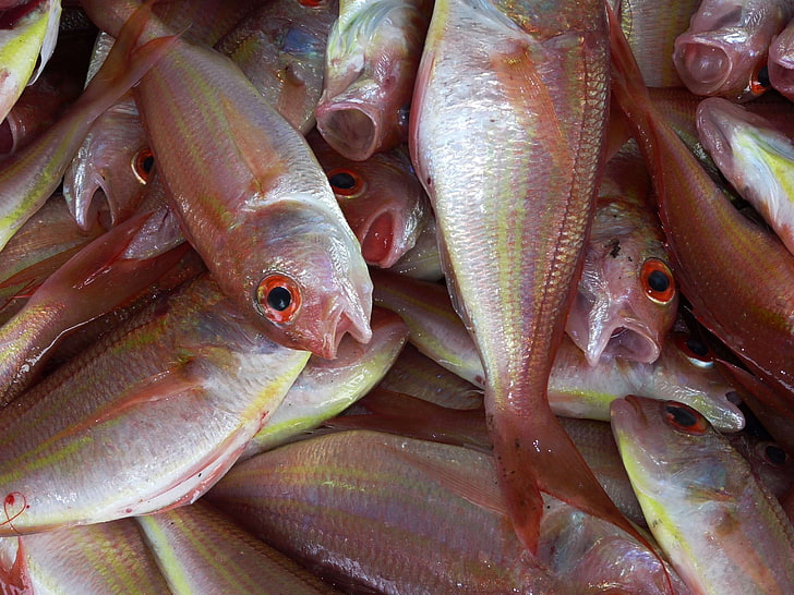 close up, fish, fishes, fishing, fishmarket, food, fresh, freshness, healthy, market, seafood, sell, snapper, HD wallpaper