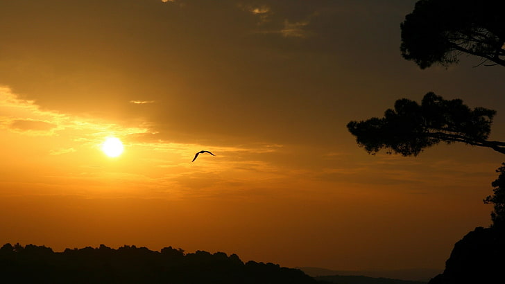 الطبيعة ، الطيور ، السماء البرتقالية ، صورة ظلية ، الأشجار، خلفية HD